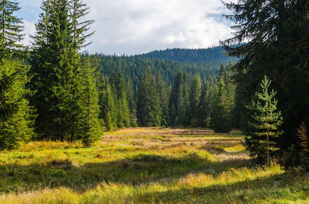 Vergine densa pineta bellissima natura del Montenegro