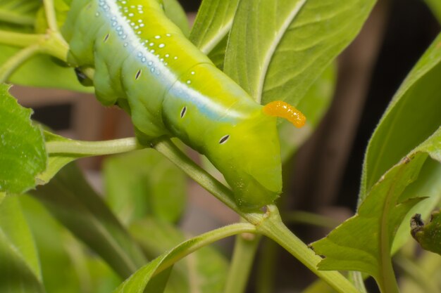 Verme di farfalla verde (foglia che mangia bruco) sulla foglia.