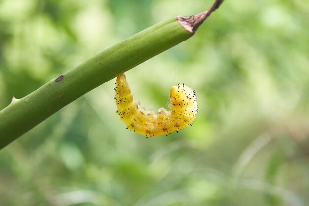 verme giallo su una pianta verde