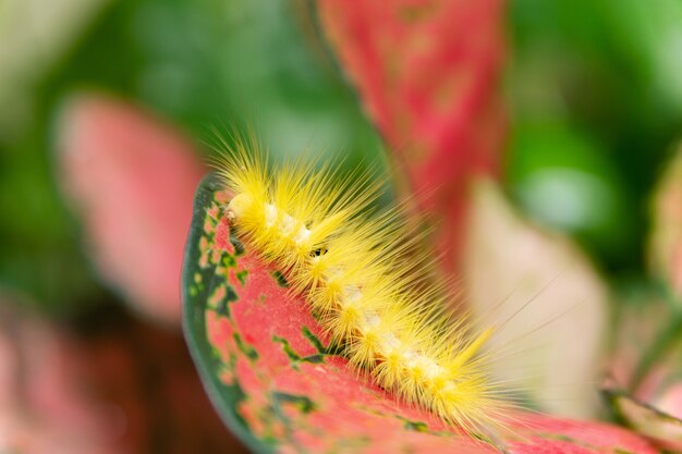 Verme giallo sulla foglia rossa nel giardino.