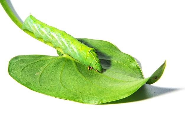 Verme verde con le foglie isolate su bianco