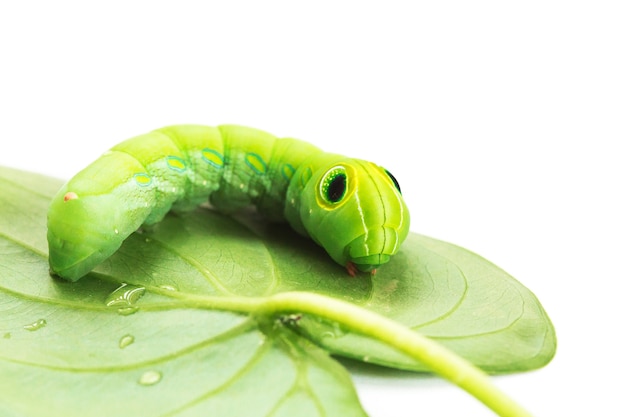 Verme verde con le foglie isolate su bianco