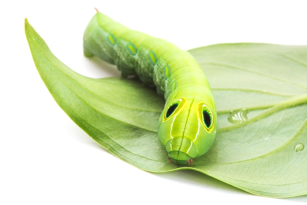 Verme verde con le foglie isolate su bianco