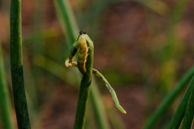 vermi appiccicosi in foglie profumate