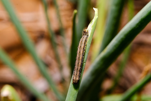 vermi appiccicosi in foglie profumate