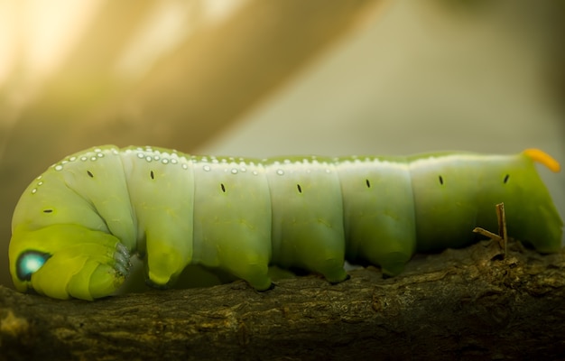 Vermi del tè verde su un ramo