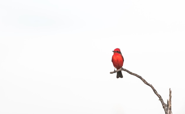 Vermilion Flycatcher appollaiatoPyrocephalus rubinus La Pampa Argentina