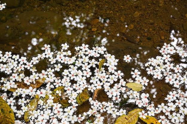 Vernicia fordii che cade sull'acqua