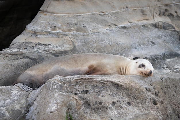 Vero animale mammifero marino sigillo sdraiato sulla roccia