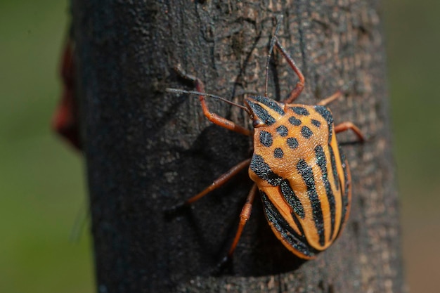 Vero bug Graphosoma semipunctatum Malaga Spagna