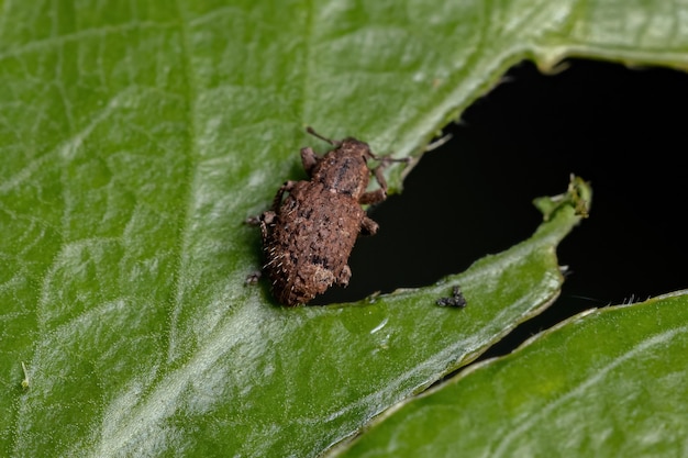 Vero punteruolo adulto della famiglia Curculionidae