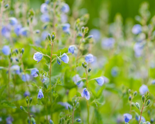 Veronica fiori macro fuoco selettivo Erboristeria