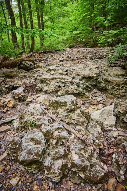 Verticale del letto del fiume calcareo secco ricoperto di detriti e rocce in una lussureggiante foresta verde