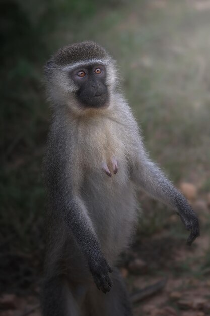 Vervet Monkey Chlorocebus pygerythrus