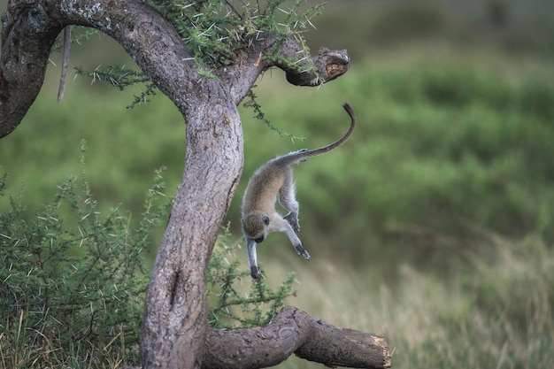 Vervet Monkey Chlorocebus pygerythrus