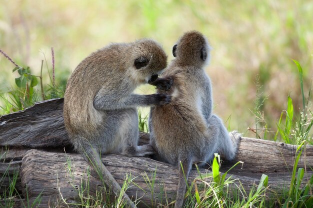 Vervet Monkeys Chlorocebus pygerythrus