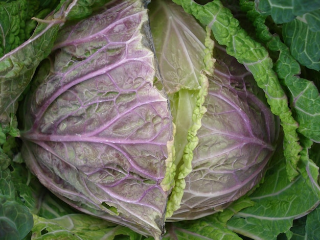 Verza viola con foglie verdi Testa screpolata Raccolto fresco