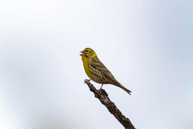 Verzellino europeo Serinus serinus Malaga Spagna