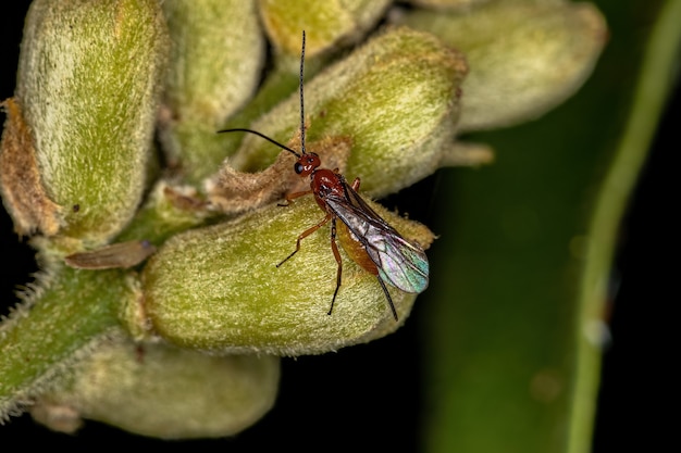 Vespa Braconide adulta della famiglia Braconidae