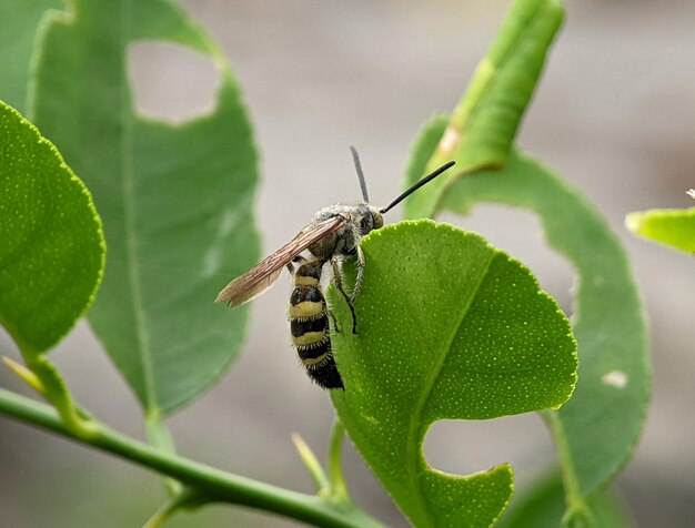 Vespa di Scoliidae Vespa gialla del fiore peloso