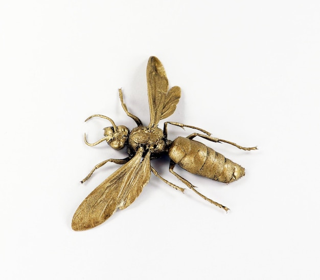 Vespa dorata, insetto con ali ricoperte d'oro isolato su sfondo bianco macro primo piano insolito