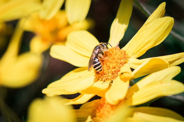 vespa in un fiore