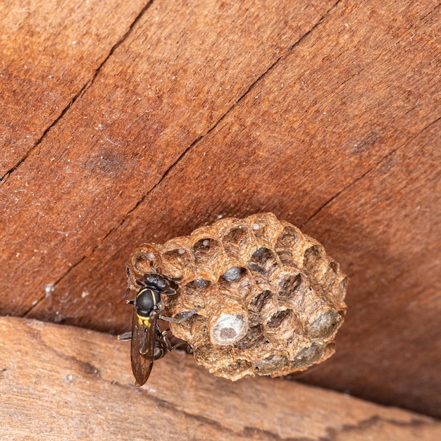 Vespa Paulistinha (Polybia paulista). Questa specie ha guadagnato importanza internazionale quando gli scienziati hanno scoperto nel suo veleno la sostanza MP1, che ha un alto potere di danneggiare le cellule tumorali.