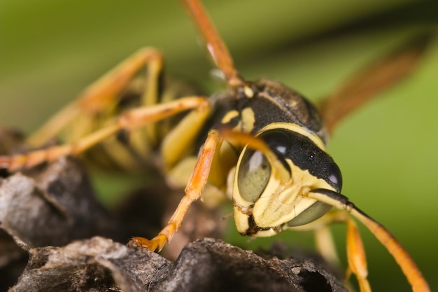 Vespa (Polistes bischoffi)