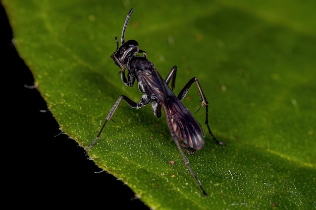 Vespa ragno adulto della famiglia Pompilidae