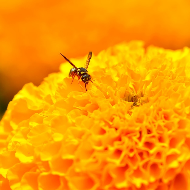 vespa sopra un fiore giallo