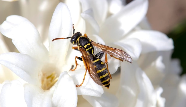 Vespa su un fiore bianco da vicino