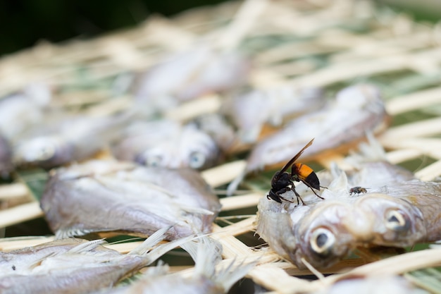 Vespa sul pesce essiccato.