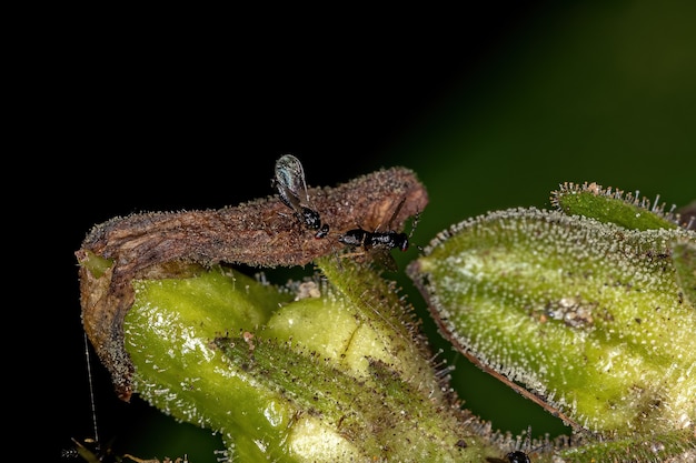 Vespe Braconidi adulte della famiglia Braconidae