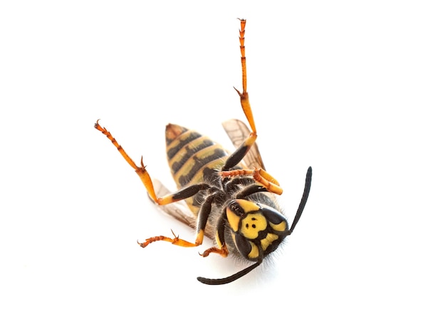 Vespula germanica davanti a sfondo bianco