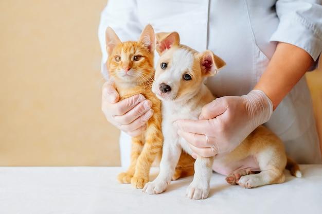 Vet esaminando cane e gatto