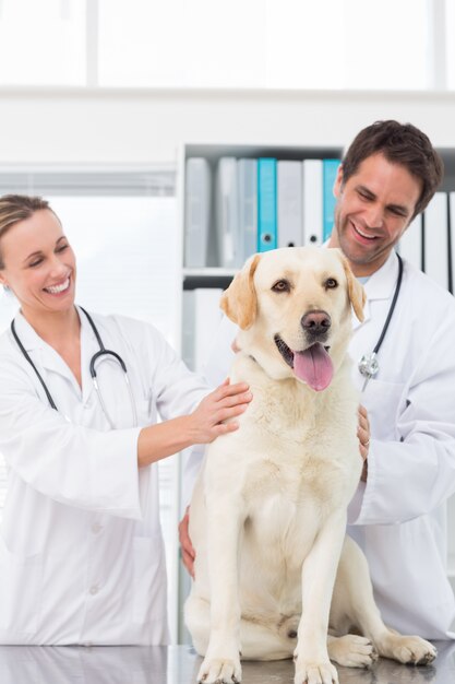 Veterinari che controllano cane