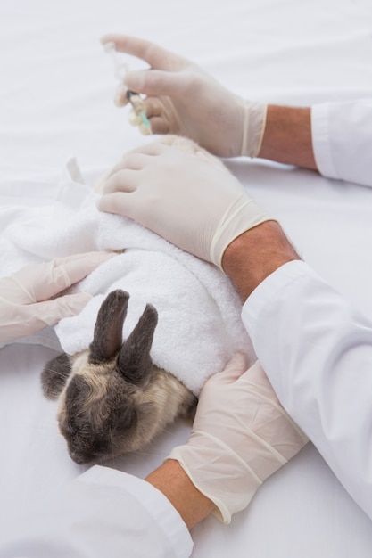 Veterinari facendo iniezione in un coniglio