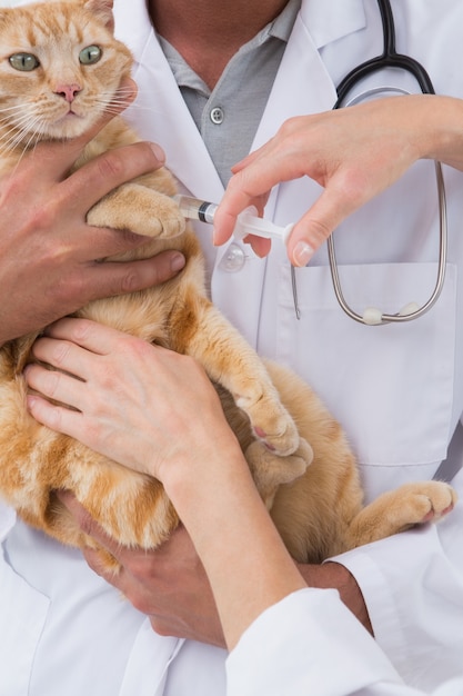 Veterinari facendo iniezione in un gatto