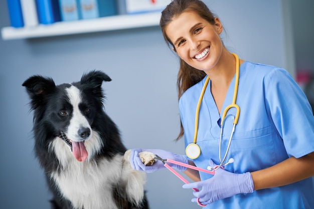 Veterinaria che taglia artigli ed esamina un cane in clinica