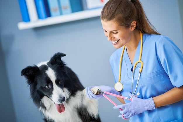 Veterinaria che taglia artigli ed esamina un cane in clinica