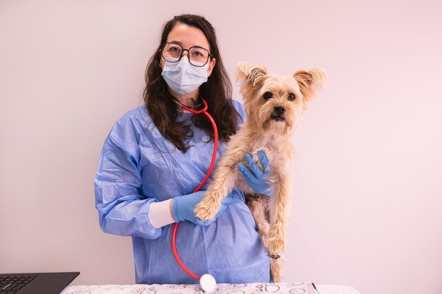 veterinaria riconoscibile che guarda la telecamera indossando una maschera per il viso e abiti da dottore che tiene un yorkie