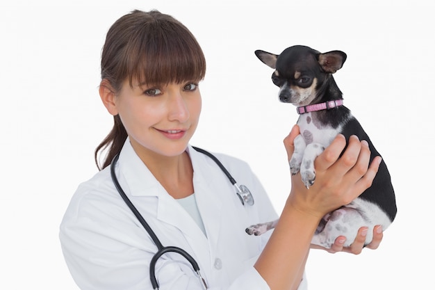 Veterinario allegro che tiene una chihuahua