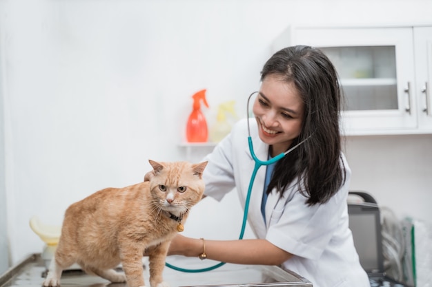 Veterinario asiatico sorridente che esamina un gatto sul tavolo presso la clinica