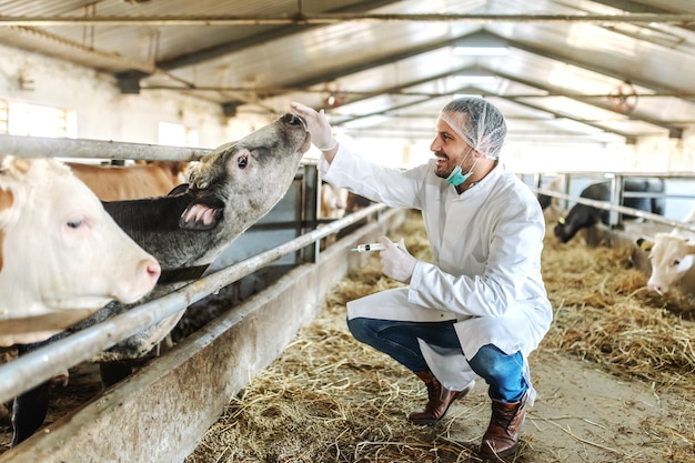 Veterinario caucasico in uniforme protettiva che si accovaccia, che accarezza il vitello e si prepara a dare un colpo al vitello malato.