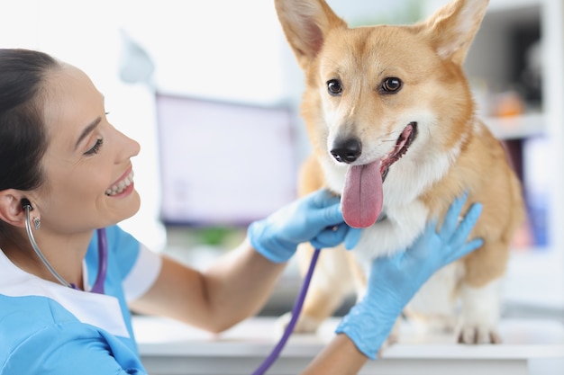 Veterinario che ascolta il cane con lo stetoscopio in clinica. Diagnosi di malattie e trattamento del concetto di animali domestici