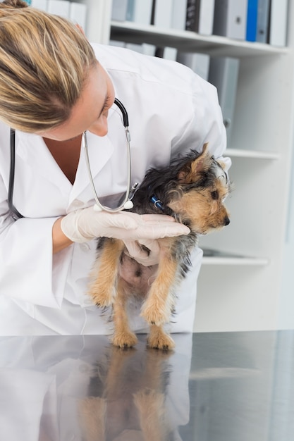 Veterinario che controlla cucciolo