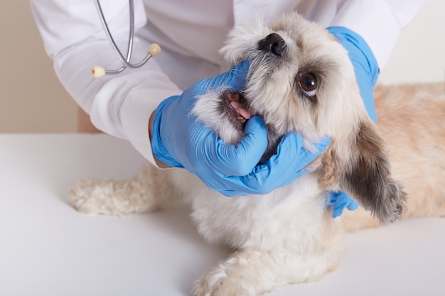 Veterinario che controlla i denti di cane