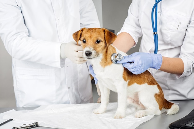 Veterinario che controlla il cane malato con lo stetoscopio