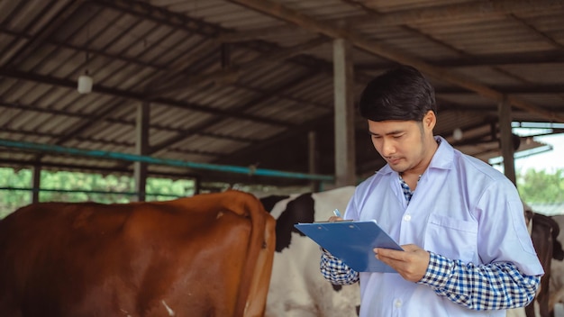 Veterinario che controlla il suo bestiame e la qualità del latte nell'azienda lattiero-casearia Industria agricola agricoltura e concetto di zootecnia Mucca in azienda lattiero-casearia che mangia fienoCowshed