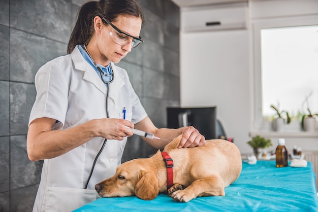 Veterinario che dà ad un cane un colpo di vaccino